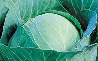 ЗИМНИЙ ДЕСЕРТ