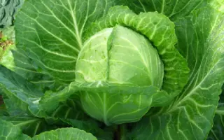 ВОСТОЧНЫЙ ЭКСПРЕСС