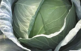 ЭКСКАЛИБУР