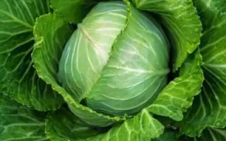 САХАРНЫЙ ХРУСТ