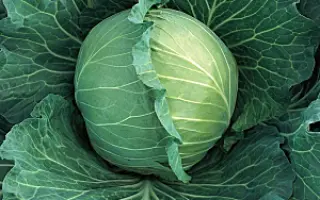 РУССКАЯ ЗИМА