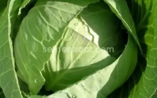 ПРИМОРОЧКА