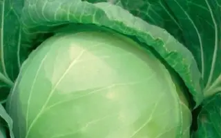 ПЕРВАЯ ЛЮБОВЬ