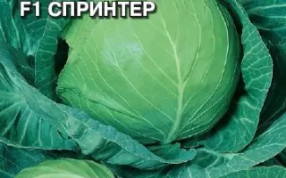 СПРИНТЕР