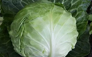 КАМЕННА ГЛОВА