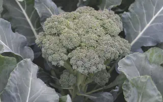 МОНТЕБЕЛЛО