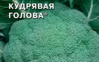 КУДРЯВАЯ ГОЛОВА