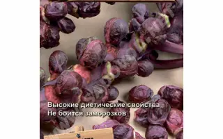 РУБИНОВЫЙ ГУРМАН