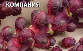 ВЕСЕЛАЯ КОМПАНИЯ