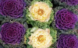 КРУЖЕВНАЯ МОЗАИКА