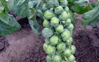 КАРМЕНСИТА