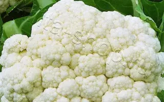 ЧЕТЫРЕ СЕЗОНА