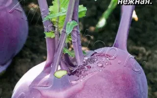 СИРЕНЕВЫЙ ТУМАН