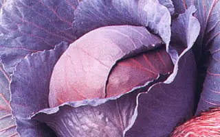 КАМЕННАЯ ГОЛОВКА 447