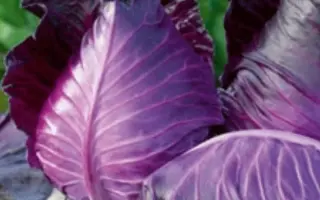 КРАСНОЕ СЕРДЦЕ