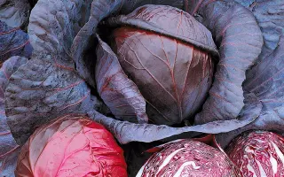 КРАСНАЯ ГОЛОВКА