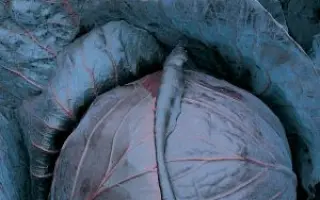 МИХНЕВСКАЯ КРАСАВИЦА