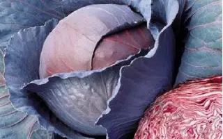 РЕД ДИНАСТИ