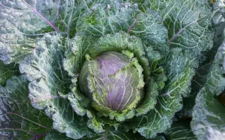 ФИОЛЕТОВОЕ КРУЖЕВО