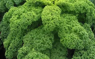 ЗЕЛЕНОЕ КРУЖЕВО