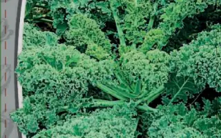 КРУЖЕВНИЦА