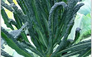 БЛЭК МЭДЖИК