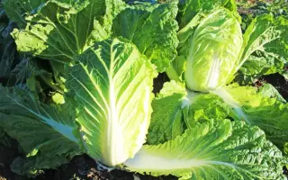 ЭРЛИ ДЖЕЙ 50