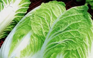 СТО ПЕЛЕНОК