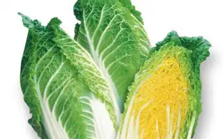 МИНИ РАЙО 50