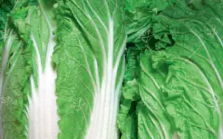 ВЕСЕННЯЯ КРАСАВИЦА