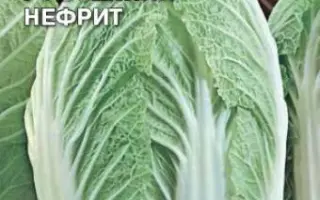 ОСЕННИЙ НЕФРИТ