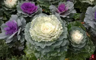 ОСЕННЯЯ КРАСАВИЦА