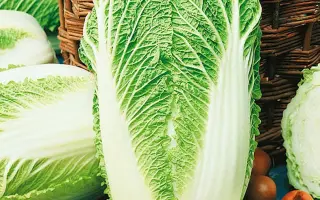 МОРИЛО СТОРИДО