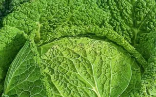 МОСКОВСКАЯ КРУЖЕВНИЦА