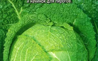 ЗОЛОТАЯ РАННЯЯ