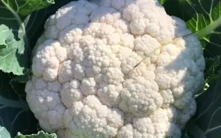 ФИЛИППОВНА