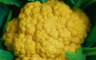 КУПЕЧЕСКАЯ