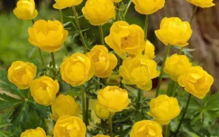 ГОЛДЕН КУИН