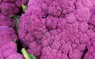 ПЁРПЛ КРАУН