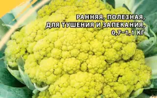 МАСЛЯНАЯ ГОЛОВУШКА