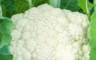 БЕЛОЕ ОБЛАКО