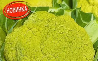 ЗЕЛЕНЫЙ СУГРОБ