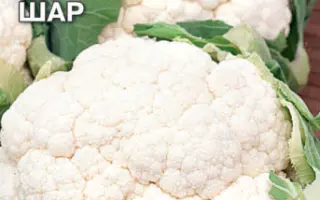 СЕРЕБРЯНЫЙ ШАР