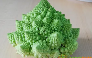 ИЗУМРУДНЫЙ КУБОК