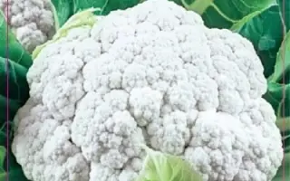 СНОУБОЛЛ 123