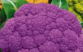 ЛИЛОВЫЙ ШАР