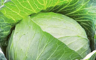 СНЕГУРОЧКА