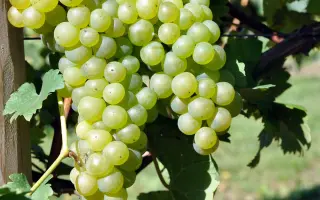 ШАСЛА БЕЛАЯ