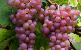 ШАСЛА РОЗОВАЯ