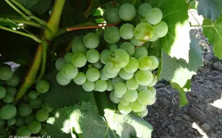 МУСКАТ ВЕНГЕРСКИЙ